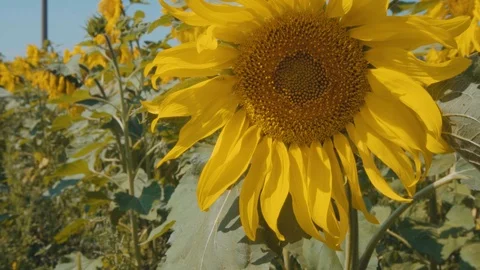 Sunflower at sunny day Stock Footage 99230808