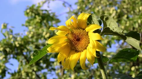 Sunflower on a sunny day Stock Footage 157591285