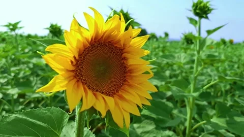 Sunflower Sunny Day Stock Footage 200783192