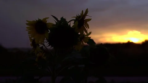 Sunflower at sunrise Stock Footage 77979158