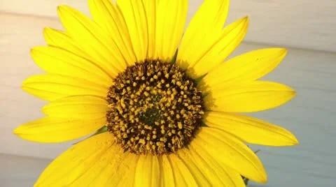 Sunflower at Sunset 스톡 동영상 12614383