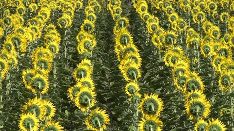 Sunflower in sunset light Stock Footage