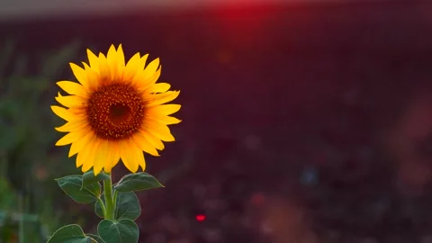 Sunflower in the sunset light Stock Footage 162540777