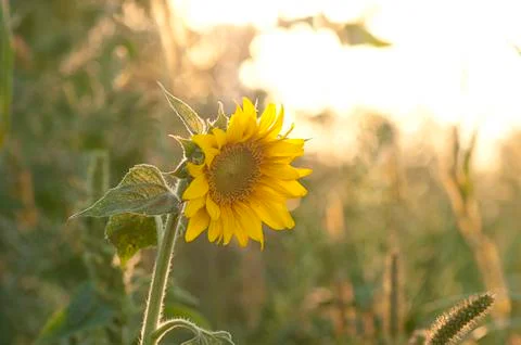Sunflower on sunset Stock Photos