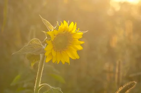 Sunflower on sunset Stock Photos
