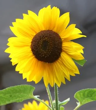 Sunflower at sunset Stock Photos