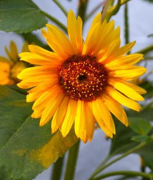 Sunflower at sunset Stock Photos