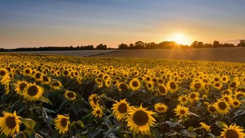 Sunflower sunset Stock Photos