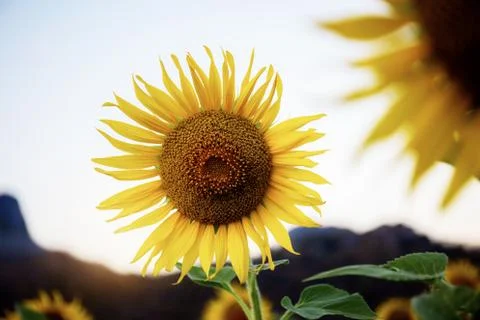 Sunflower with the sunset. Stock Photos