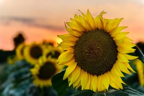 Sunflower at sunset Stock Photos