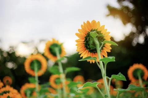 Sunflower at sunset. Stock Photos