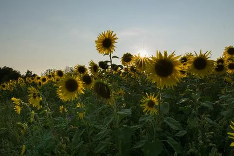 Sunflower in sunset Stock Photos