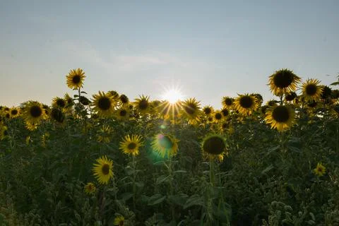 Sunflower in sunset Stock Photos