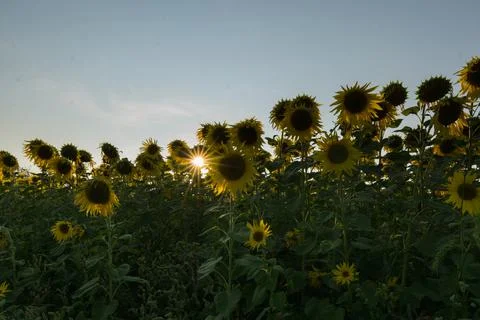 Sunflower in sunset Stock Photos