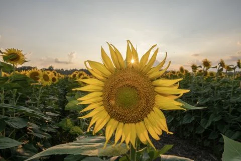 Sunflower at sunset Stock-Fotos