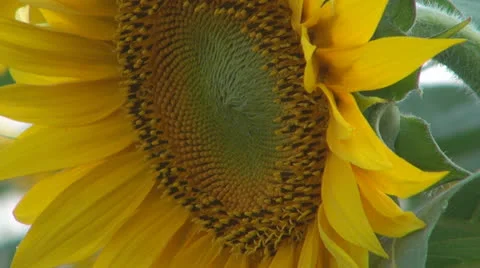 Sunflower in sunset.Cornfield of sunflower. 스톡 동영상 25509188