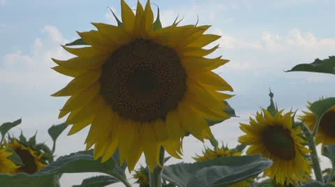 Sunflower in sunset.Cornfield of sunflower. 스톡 동영상 25509202