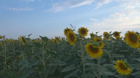 Sunflower in sunset.Cornfield of sunflower. 스톡 동영상 25509586