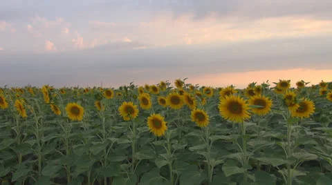 Sunflower in sunset.Cornfield of sunflower. 스톡 동영상 25509856