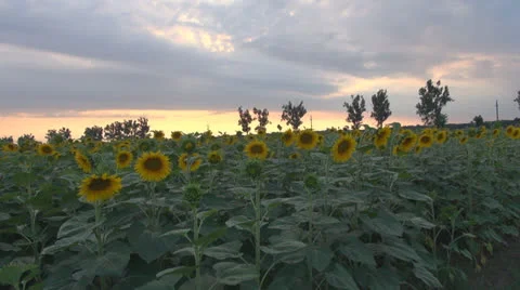 Sunflower in sunset.Cornfield of sunflower. Stock-Footage 25509881