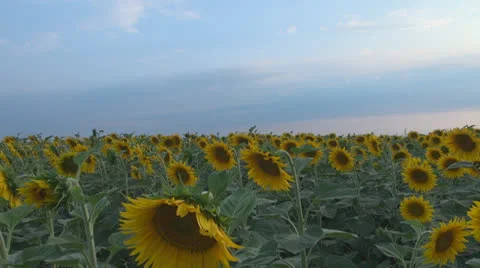 Sunflower in sunset.Cornfield of sunflower. Stock-Footage 25509884