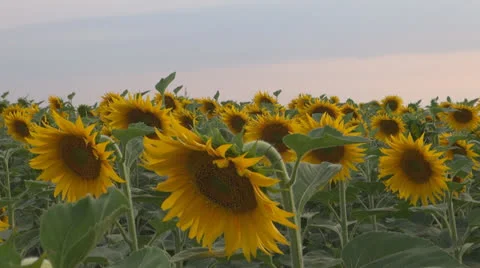 Sunflower in sunset.Cornfield of sunflower. Stock-Footage 25509890