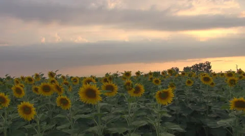 Sunflower in sunset.Cornfield of sunflower. Stock-Footage 25509891