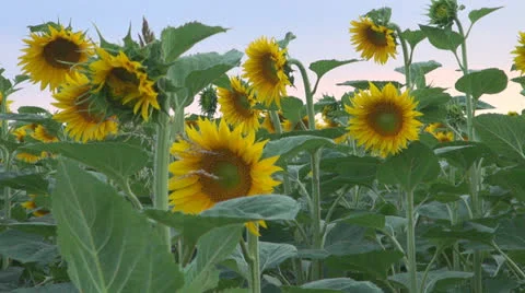 Sunflower in sunset.Cornfield of sunflower. Stock-Footage 25509956