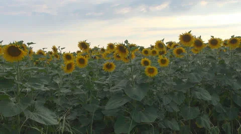 Sunflower in sunset.Cornfield of sunflower. Stock-Footage 25510043