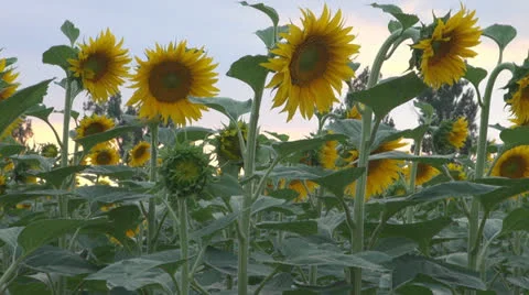 Sunflower in sunset.Cornfield of sunflower. Stock-Footage 25510080