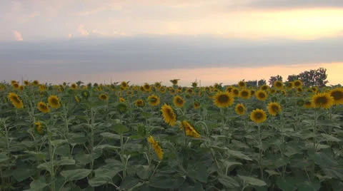 Sunflower in sunset.Cornfield of sunflower. Stock-Footage 25513233