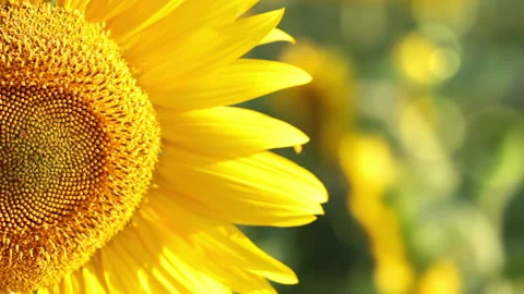 Sunflower in the sunshine 動画素材 106463474