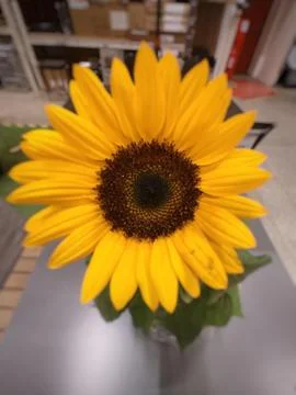 Sunflower in a super close-up Stock Photos