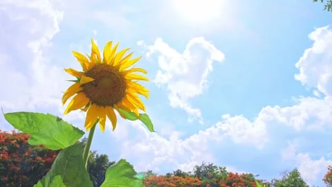 Sunflower sway in the wind with over cloudy blue sky Stock Footage 155729940