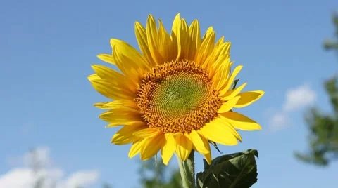 Sunflower swaying in the breeze Stock Footage 7733098