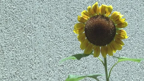 Sunflower Swaying Gently in the Breeze 스톡 동영상 188335604
