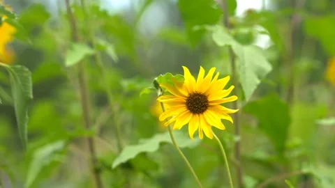 A Sunflower swaying in the summer breeze Stock Footage 158893576