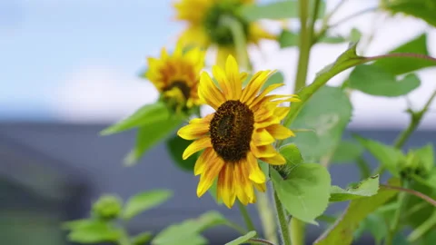 Sunflower Swaying In The Wind 2 Stock Footage 221836926