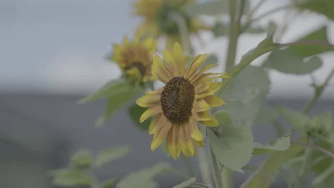 Sunflower Swaying In The Wind 2 - No LUT Version Stock Footage 221838905