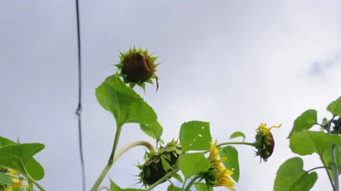 Sunflower Swaying In The Wind 3 Stock Footage 221837044