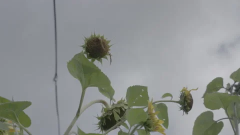 Sunflower Swaying In The Wind 3 - No LUT Version Stock Footage 221838713
