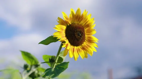 Sunflower Swaying In The Wind 4 Stock Footage 221876584