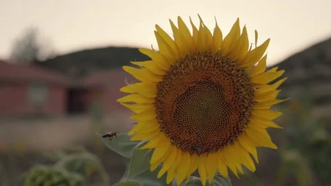 Sunflower is swaying on wind. Bees are flying Stock Footage 204850964