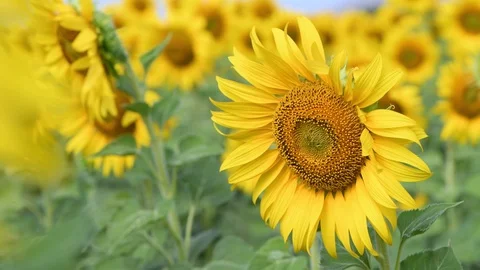 Sunflower Swaying in the Wind Close-up. Stock Footage 120603331