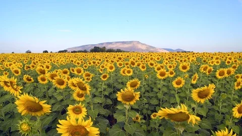 Sunflower Swaying in the Wind Close-up. Stock-Footage 121208709