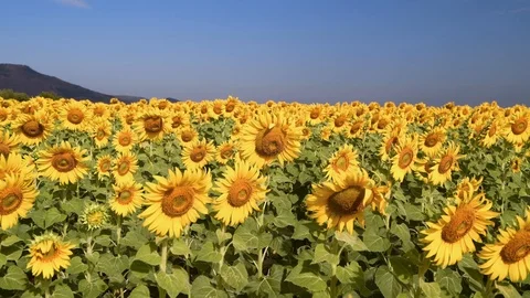 Sunflower Swaying in the Wind Close-up. Stock Footage 121208949