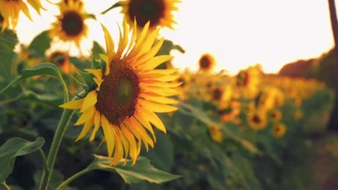 Sunflower swaying by the wind during evening in the golden hour in the field. Stock Footage 262225350