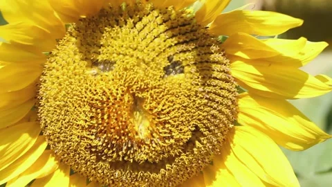 Sunflower swaying in the wind with features of a human smiling face close up Vídeos de archivo 164187794