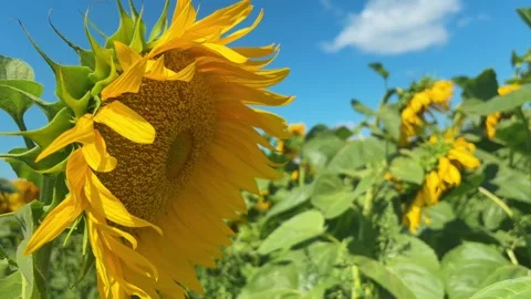 Sunflower swaying in the wind in a field with a beautiful natural background Stock Footage 346020717