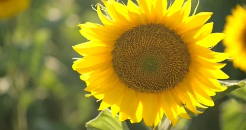 Sunflower swaying in the wind in field. Stock Footage 137625244